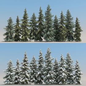 10+10 Brewer Spruce 3D model